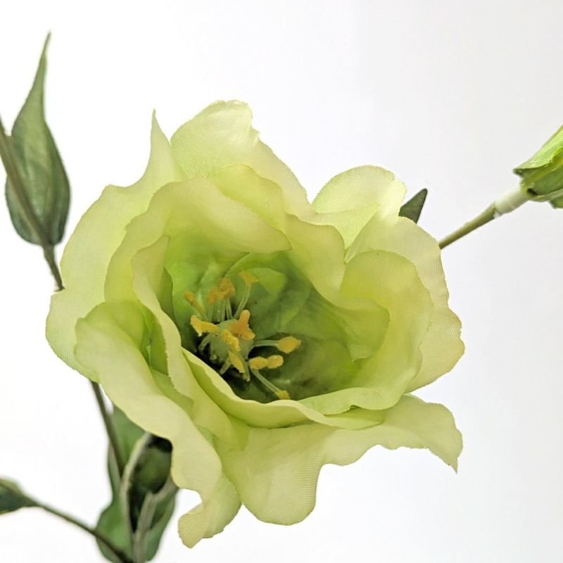 リシアンサス 全4色 H77cm 単品花材