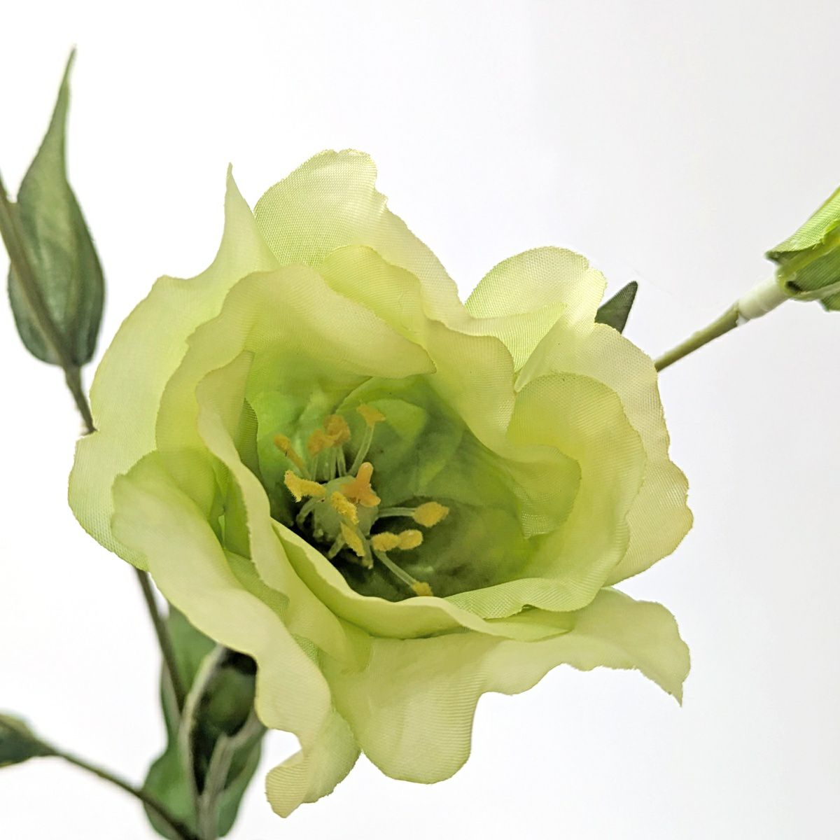 リシアンサス 全4色 H77cm 単品花材