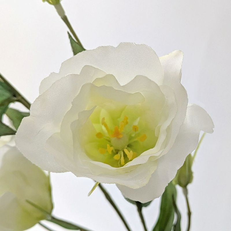 リシアンサス 全4色 H77cm 単品花材