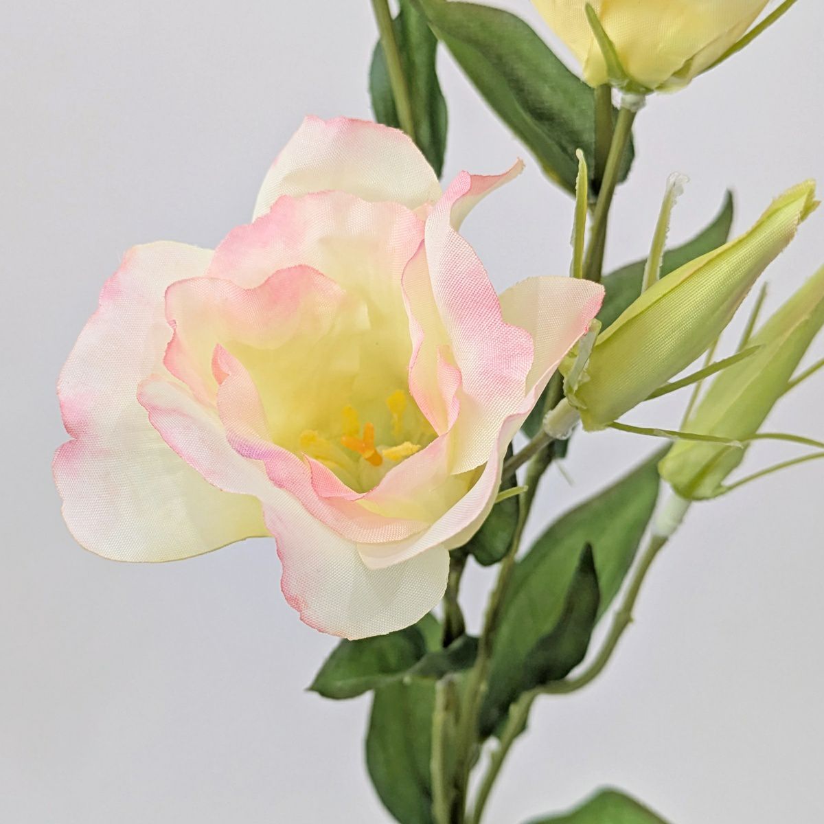 リシアンサス 全4色 H77cm 単品花材