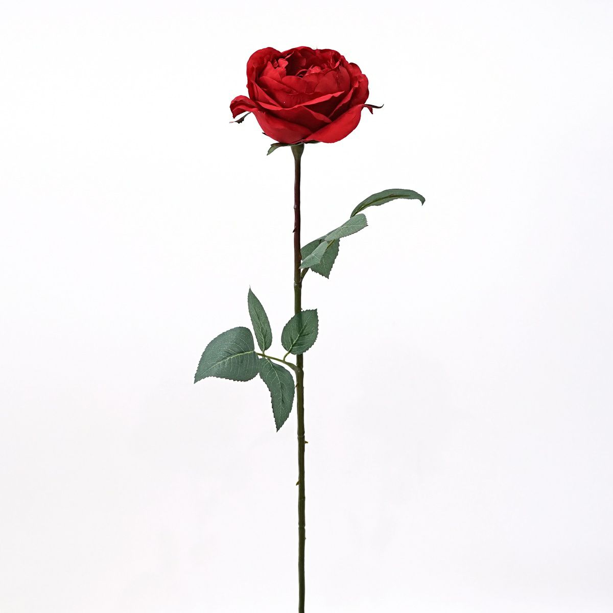 イングリッシュローズ 全1色 H68cm 単品花材