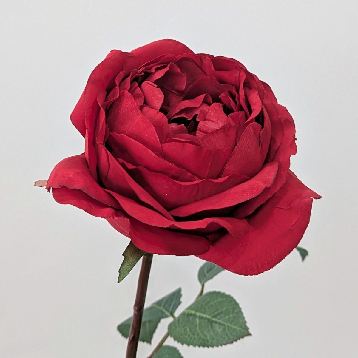 イングリッシュローズ 全1色 H68cm 単品花材