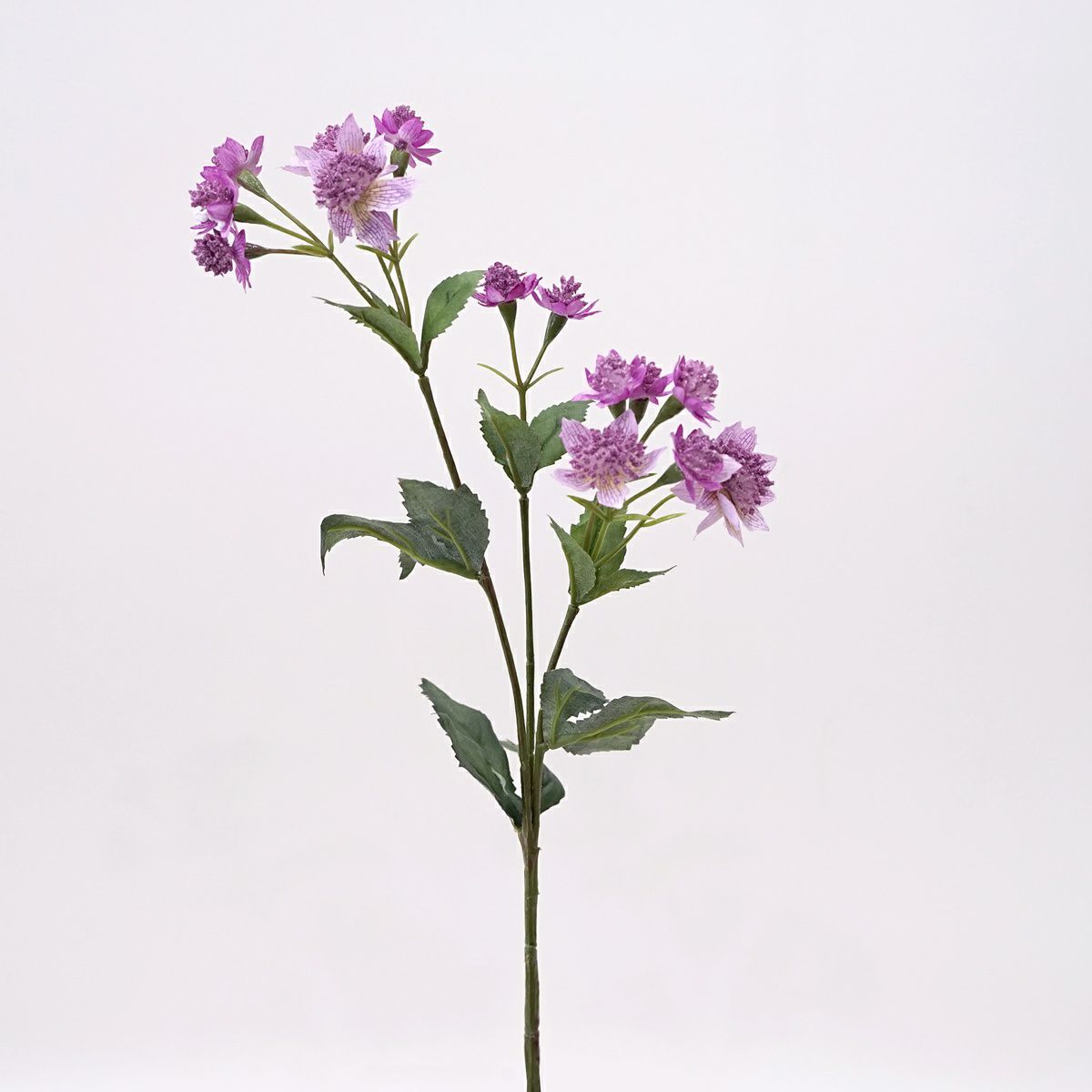 アストランティア 全3色 H50cm 単品花材