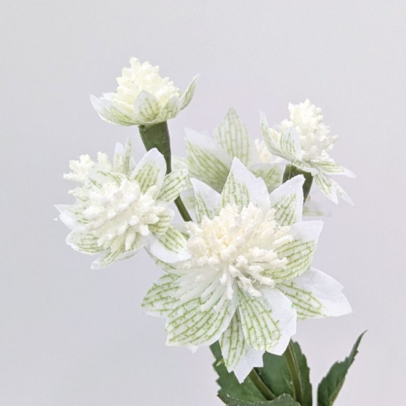 アストランティア 全3色 H50cm 単品花材