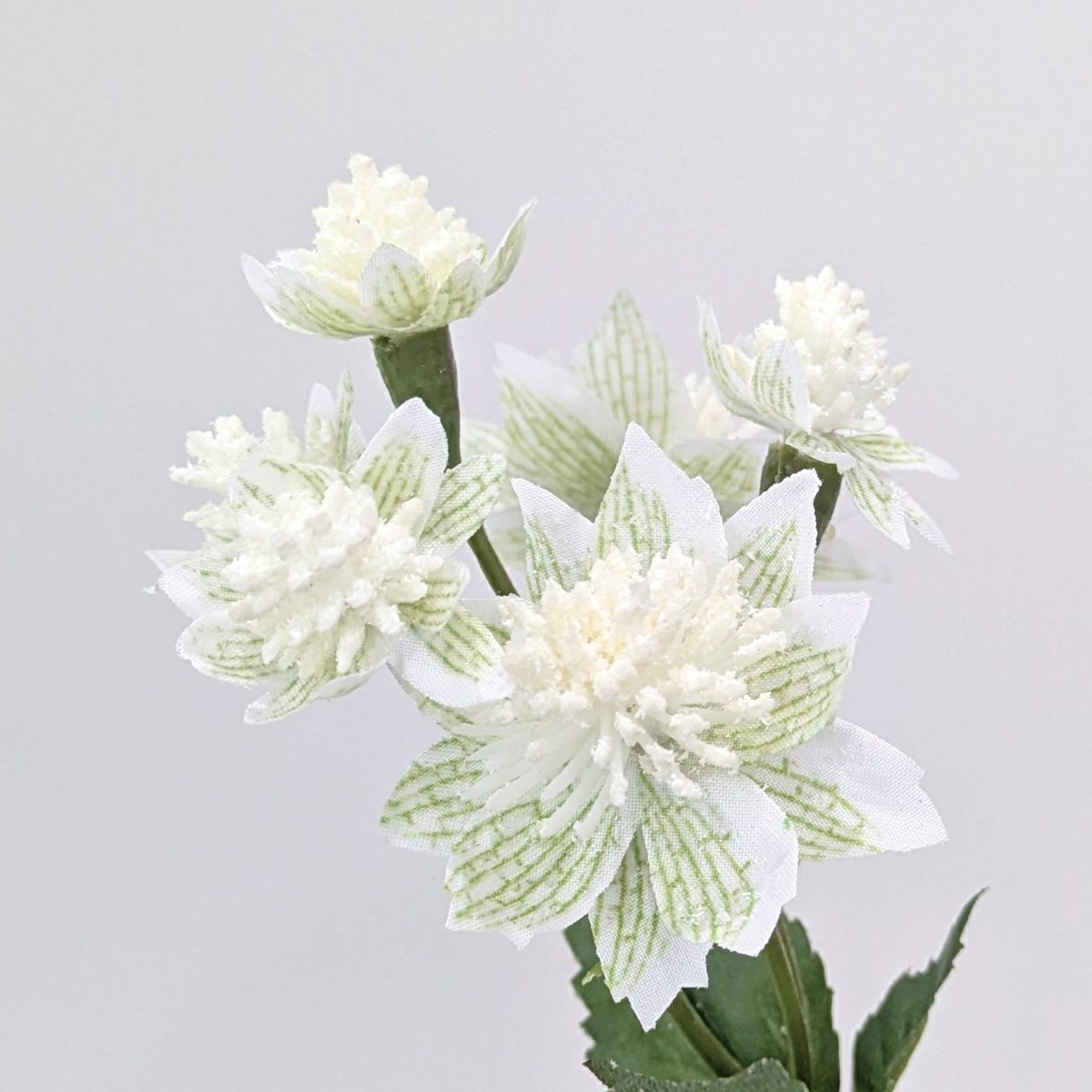 アストランティア 全3色 H50cm 単品花材