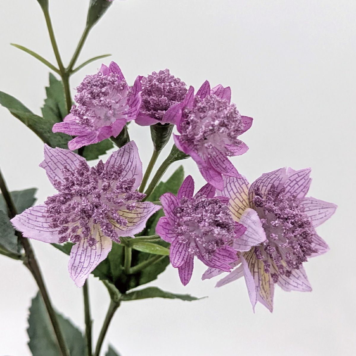 アストランティア 全3色 H50cm 単品花材