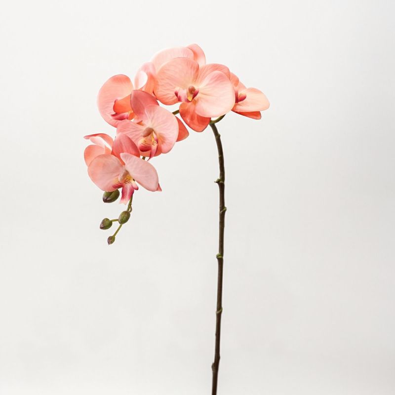 コーラルピンク胡蝶蘭 7輪付き 全1色 H70cm 単品花材