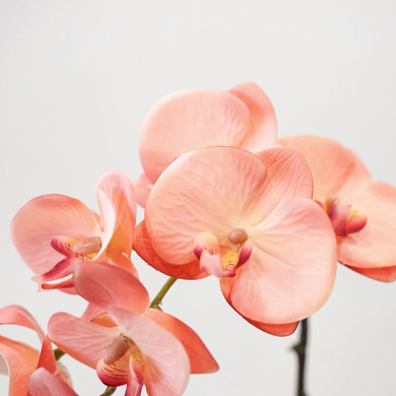 コーラルピンク胡蝶蘭 7輪付き 全1色 H70cm 単品花材