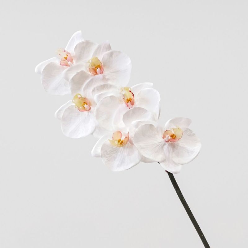 胡蝶蘭 6輪付き 全1色 H77cm 単品花材