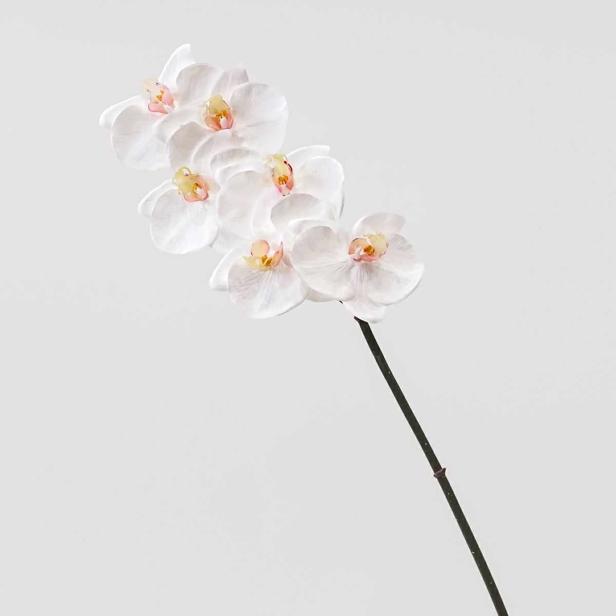 胡蝶蘭 6輪付き 全1色 H77cm 単品花材