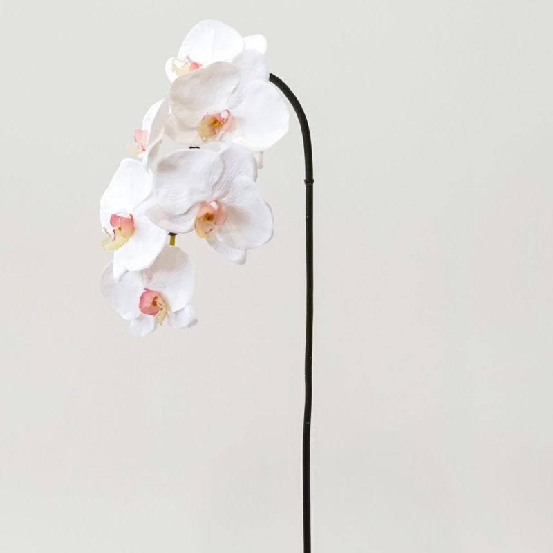 胡蝶蘭 6輪付き 全1色 H77cm 単品花材