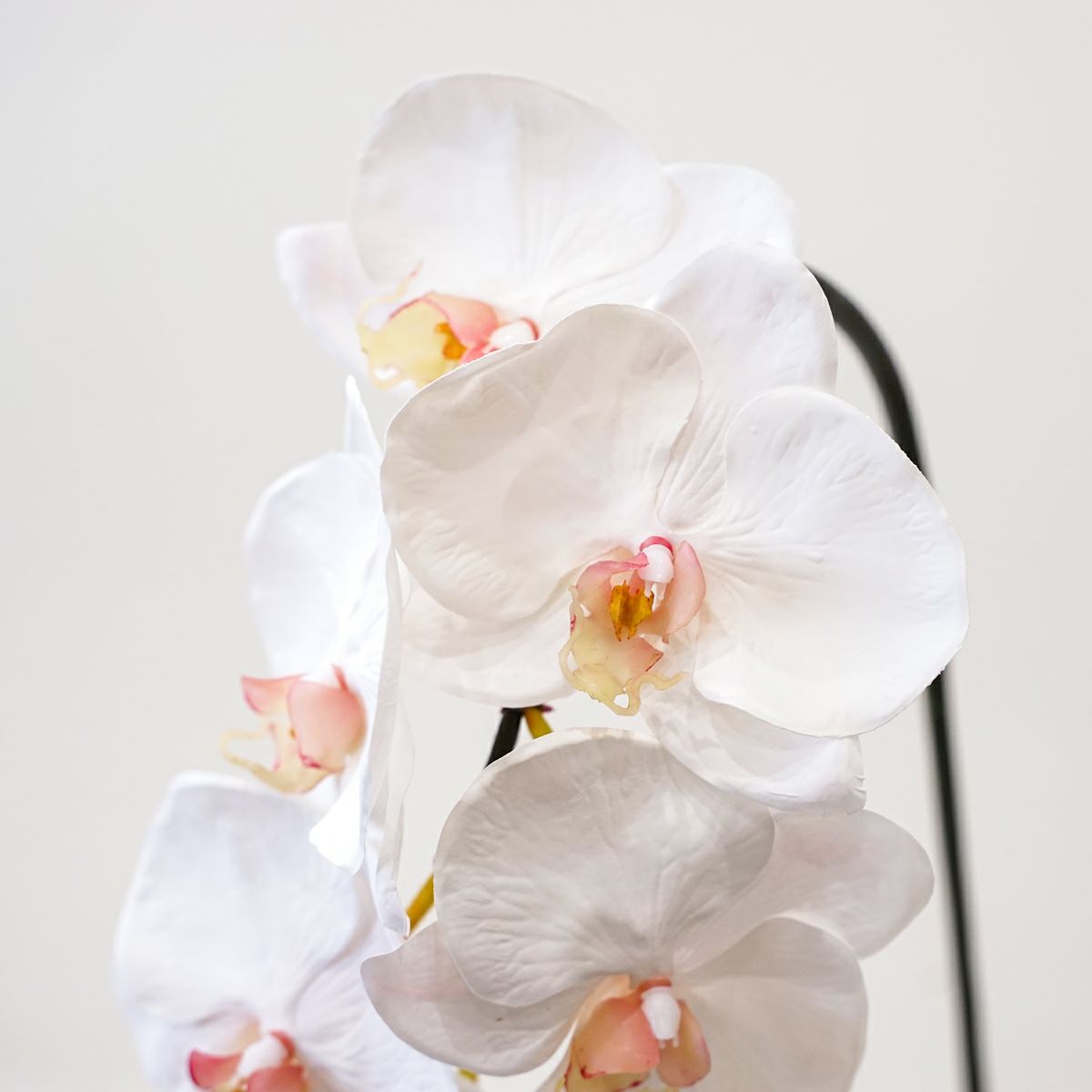胡蝶蘭 6輪付き 全1色 H77cm 単品花材