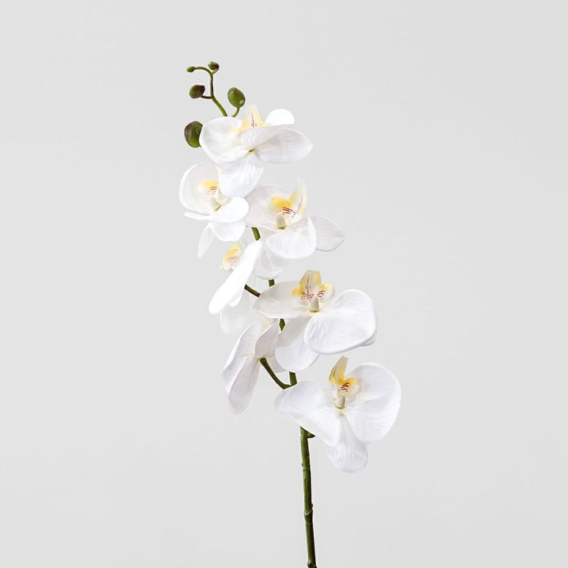 胡蝶蘭 7輪付き 全1色 H90cm 単品花材