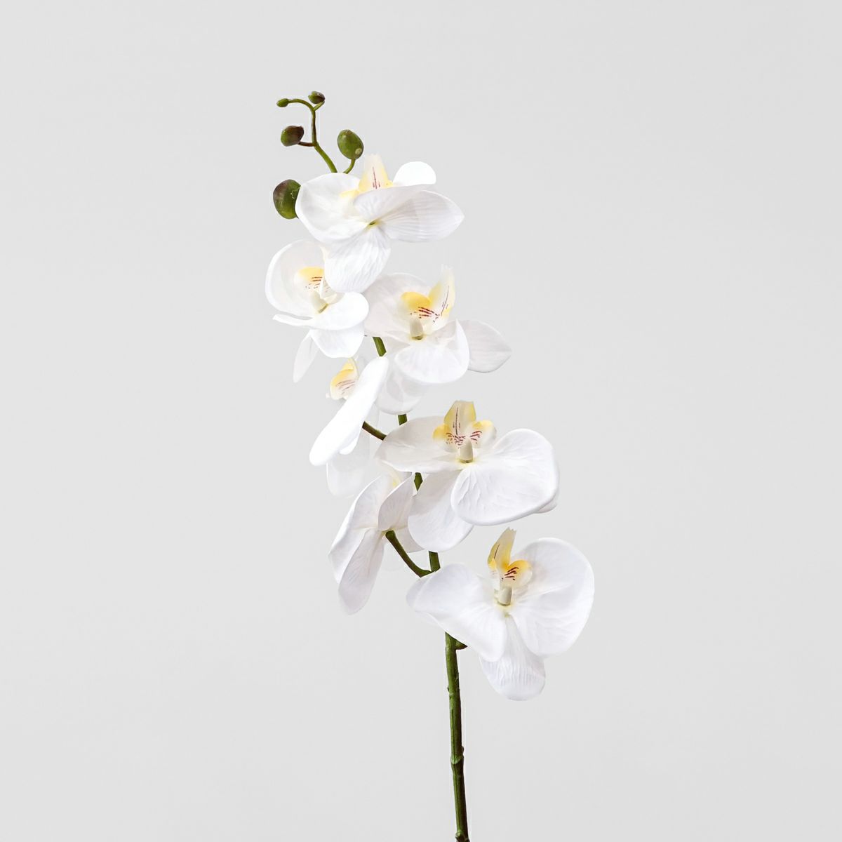 胡蝶蘭 7輪付き 全1色 H90cm 単品花材