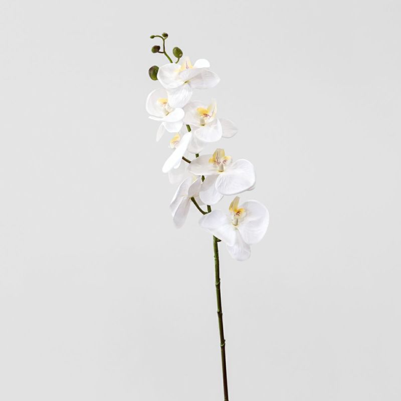 胡蝶蘭 7輪付き 全1色 H90cm 単品花材