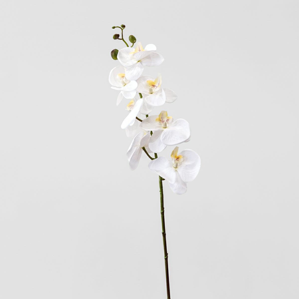 胡蝶蘭 7輪付き 全1色 H90cm 単品花材