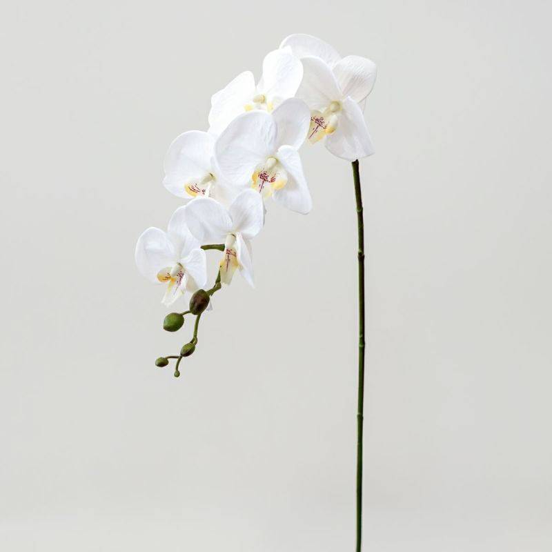 胡蝶蘭 7輪付き 全1色 H90cm 単品花材