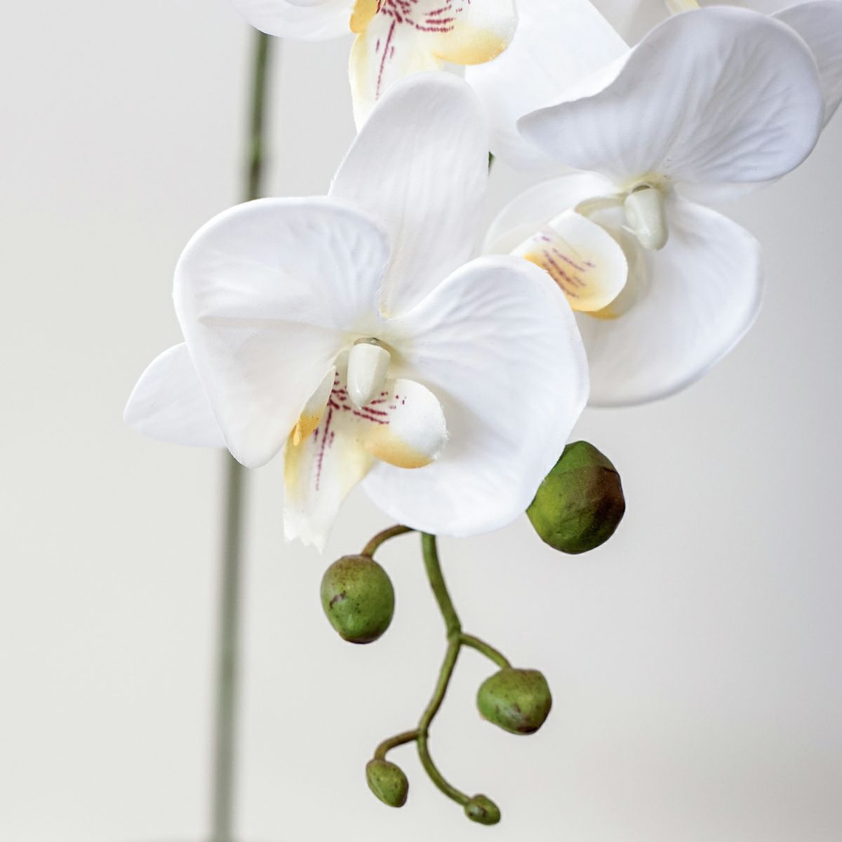 胡蝶蘭 7輪付き 全1色 H90cm 単品花材