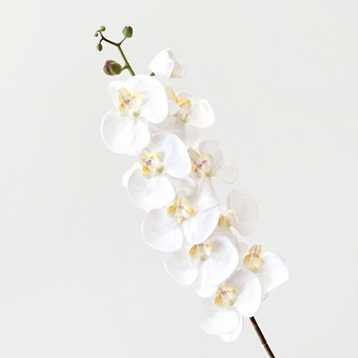 胡蝶蘭 10輪付き 全1色 H105cm 単品花材