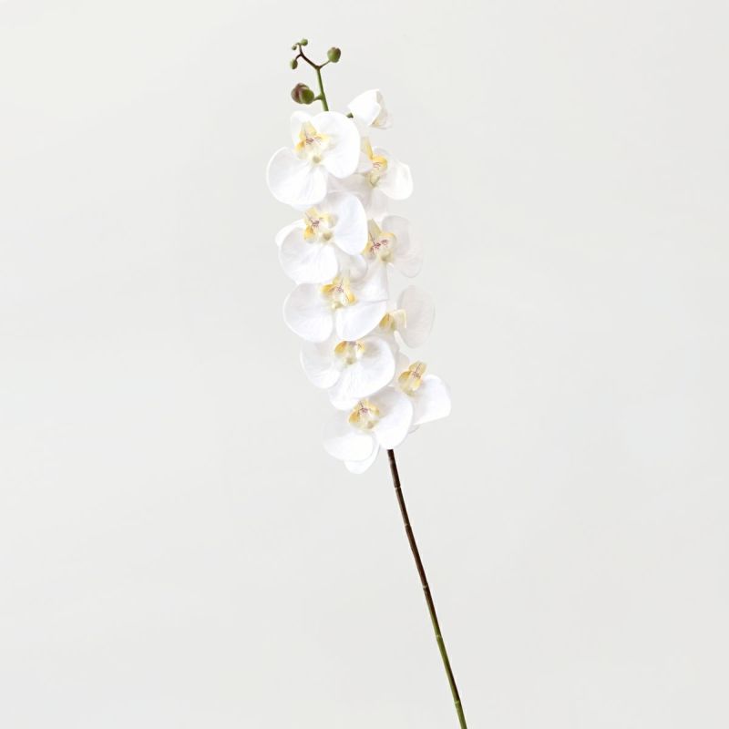 胡蝶蘭 10輪付き 全1色 H105cm 単品花材