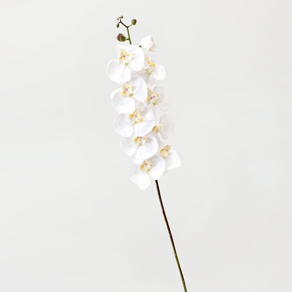 胡蝶蘭 10輪付き 全1色 H105cm 単品花材