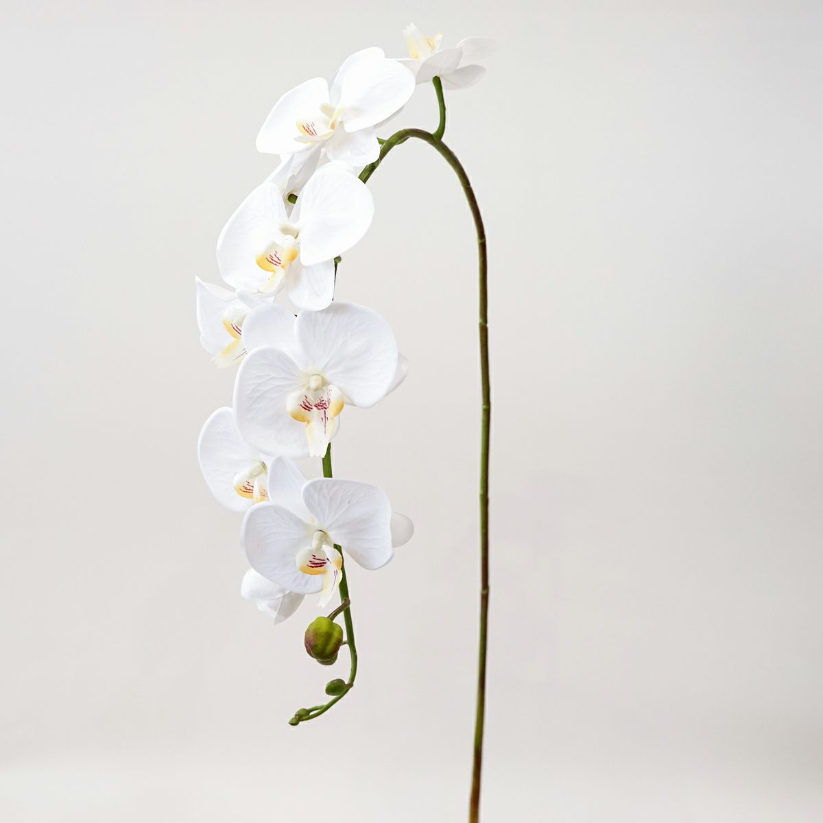 胡蝶蘭 10輪付き 全1色 H105cm 単品花材
