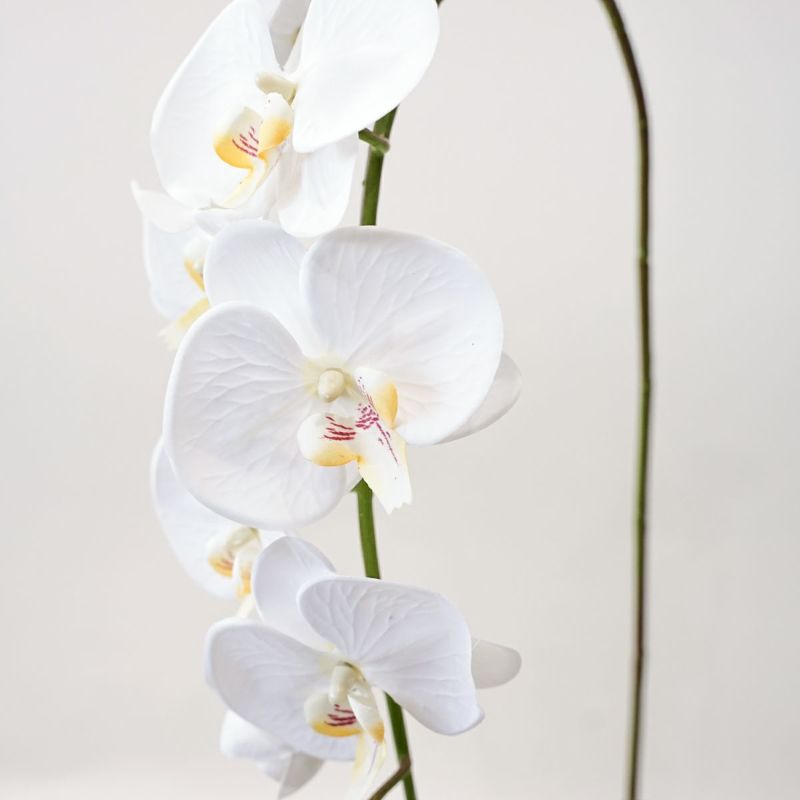 胡蝶蘭 10輪付き 全1色 H105cm 単品花材