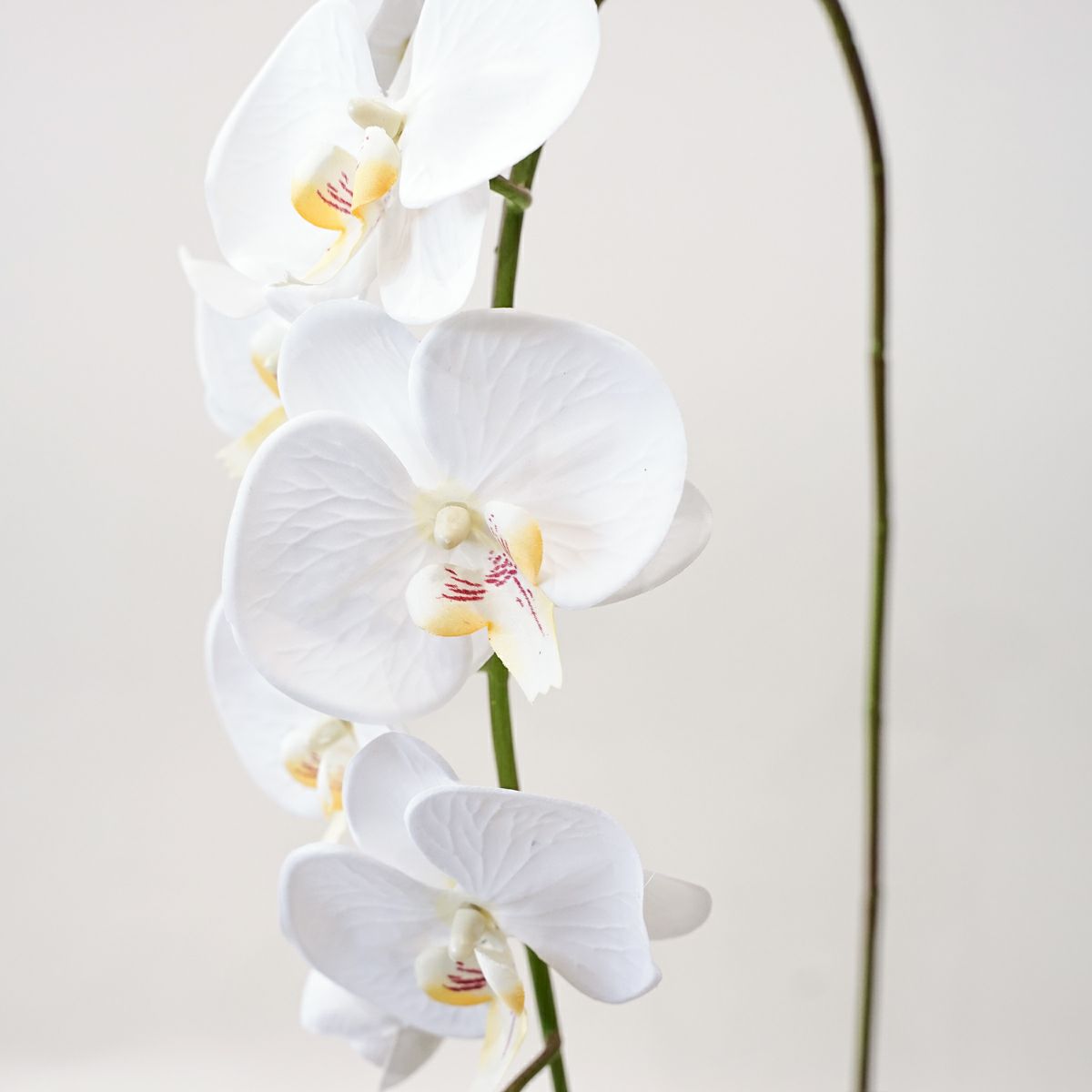胡蝶蘭 10輪付き 全1色 H105cm 単品花材