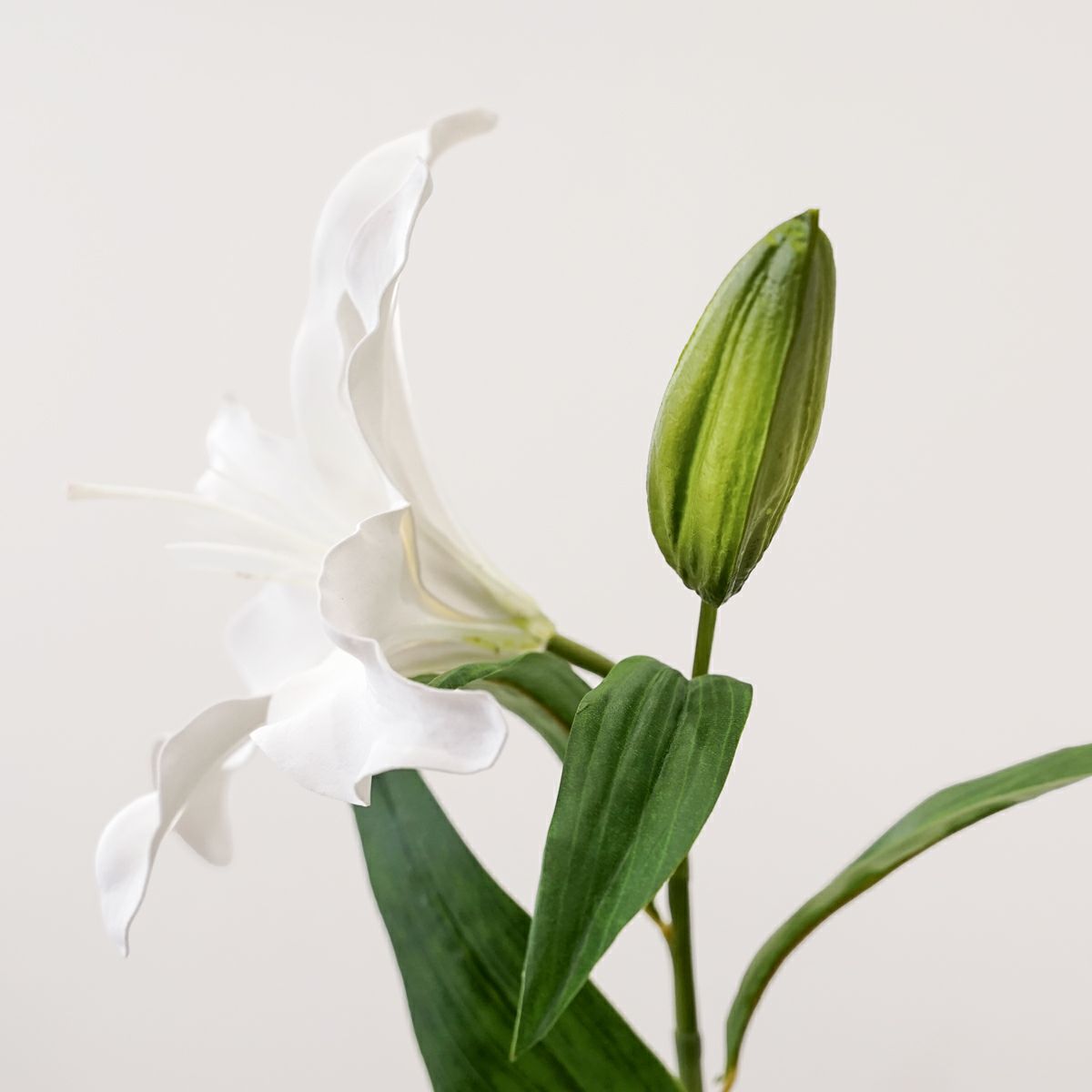 カサブランカリリー 全1色 H68cm 単品花材