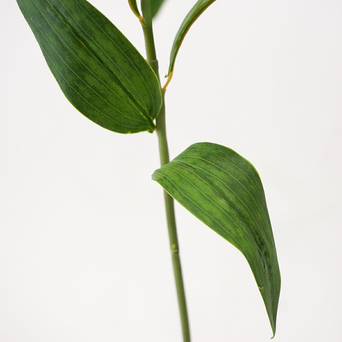 カサブランカリリー 全1色 H68cm 単品花材