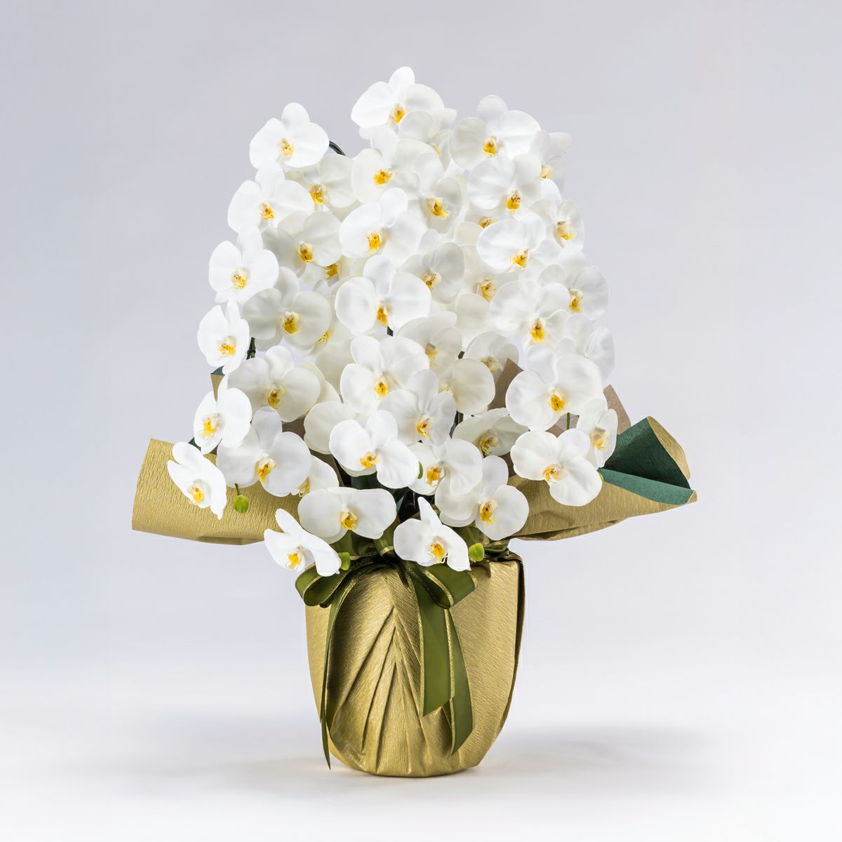 胡蝶蘭 はくらん 5本立 [01]