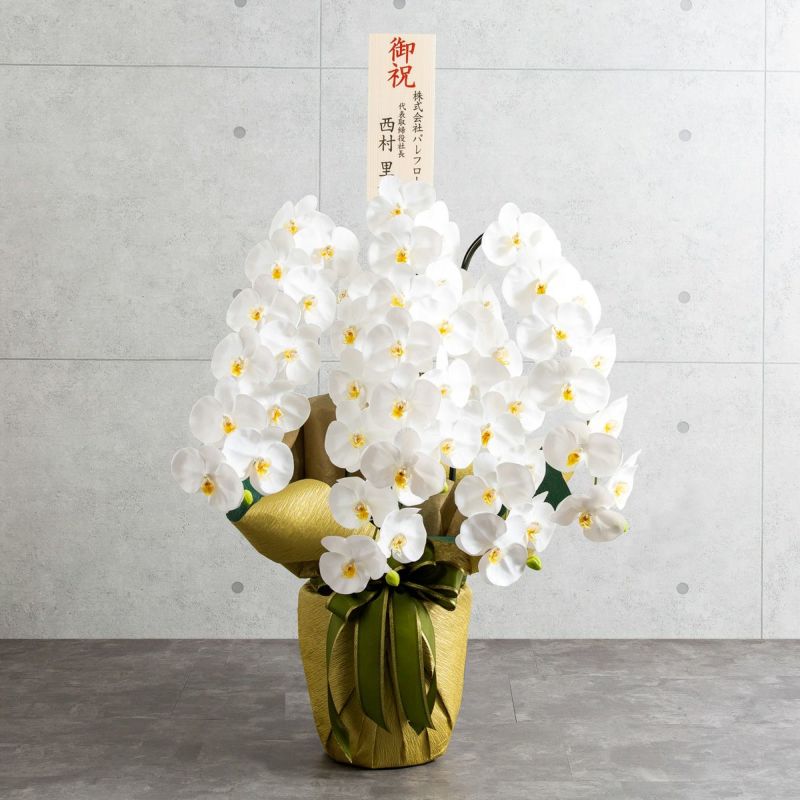 胡蝶蘭 はくらん 5本立 [01]