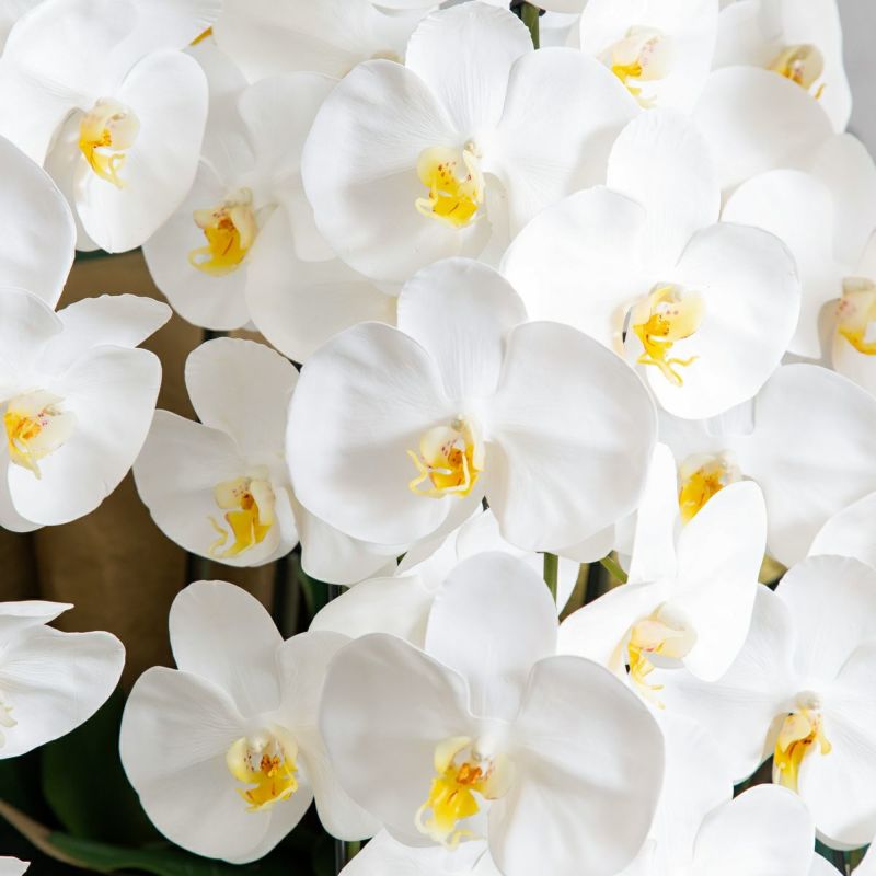 胡蝶蘭 はくらん 5本立 [01]