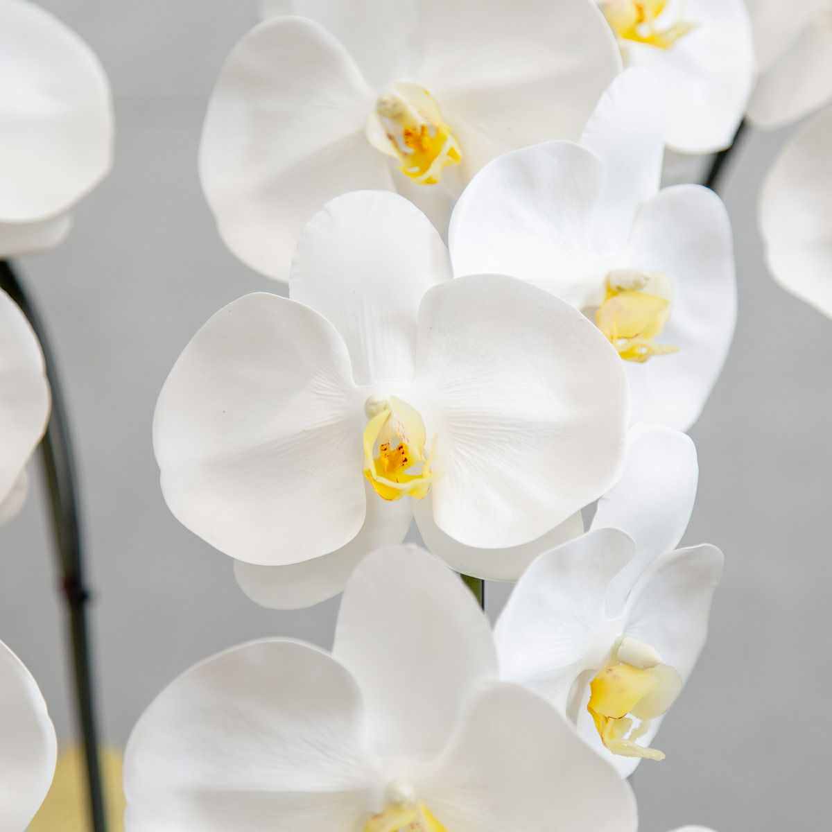 胡蝶蘭 はくらん 5本立 [01]