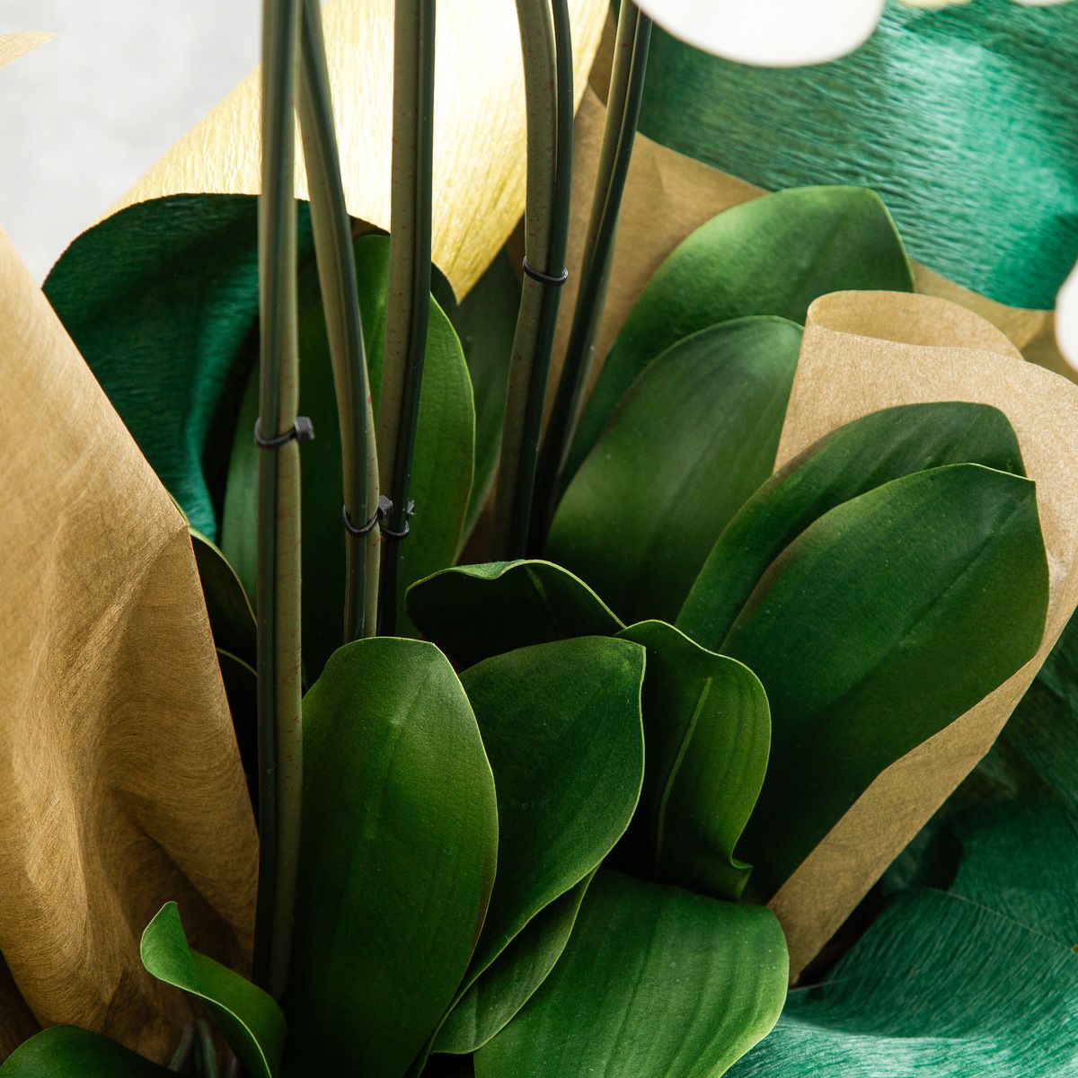 胡蝶蘭 はくらん 5本立 [01]