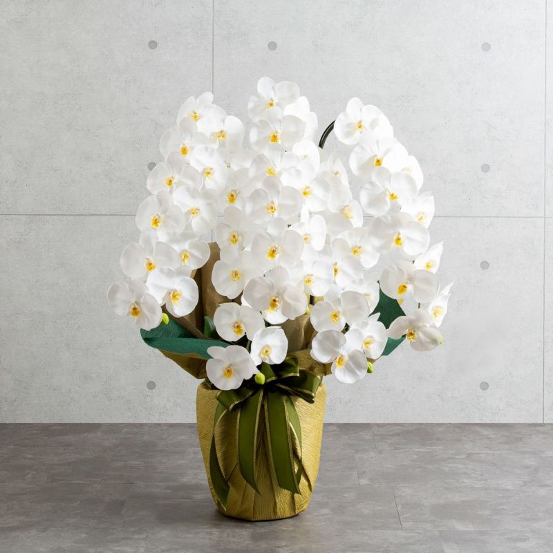 胡蝶蘭 はくらん 5本立 [01]