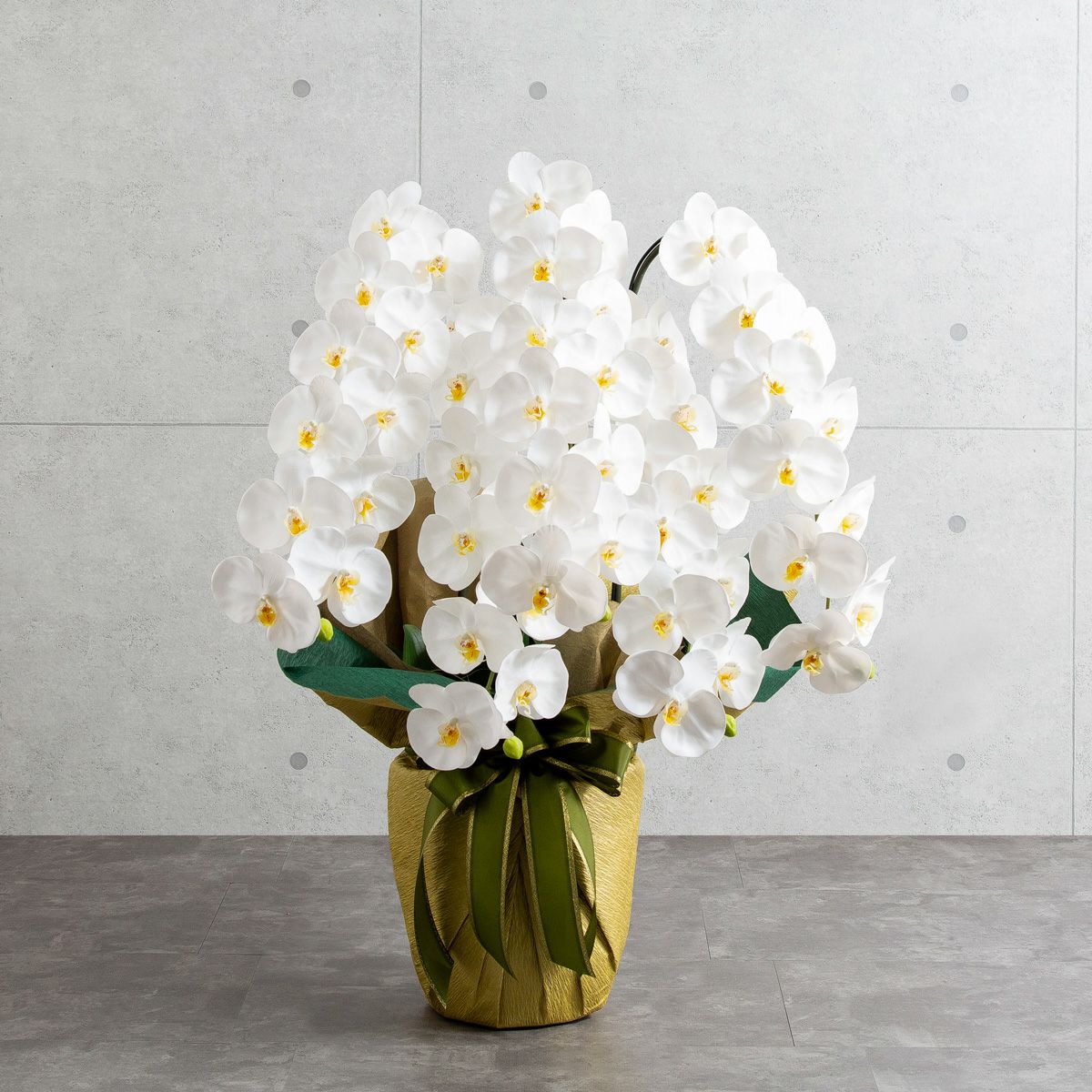 胡蝶蘭 はくらん 5本立 [01]