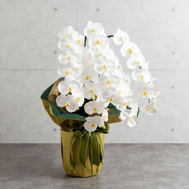 胡蝶蘭 はくらん 5本立 [01]