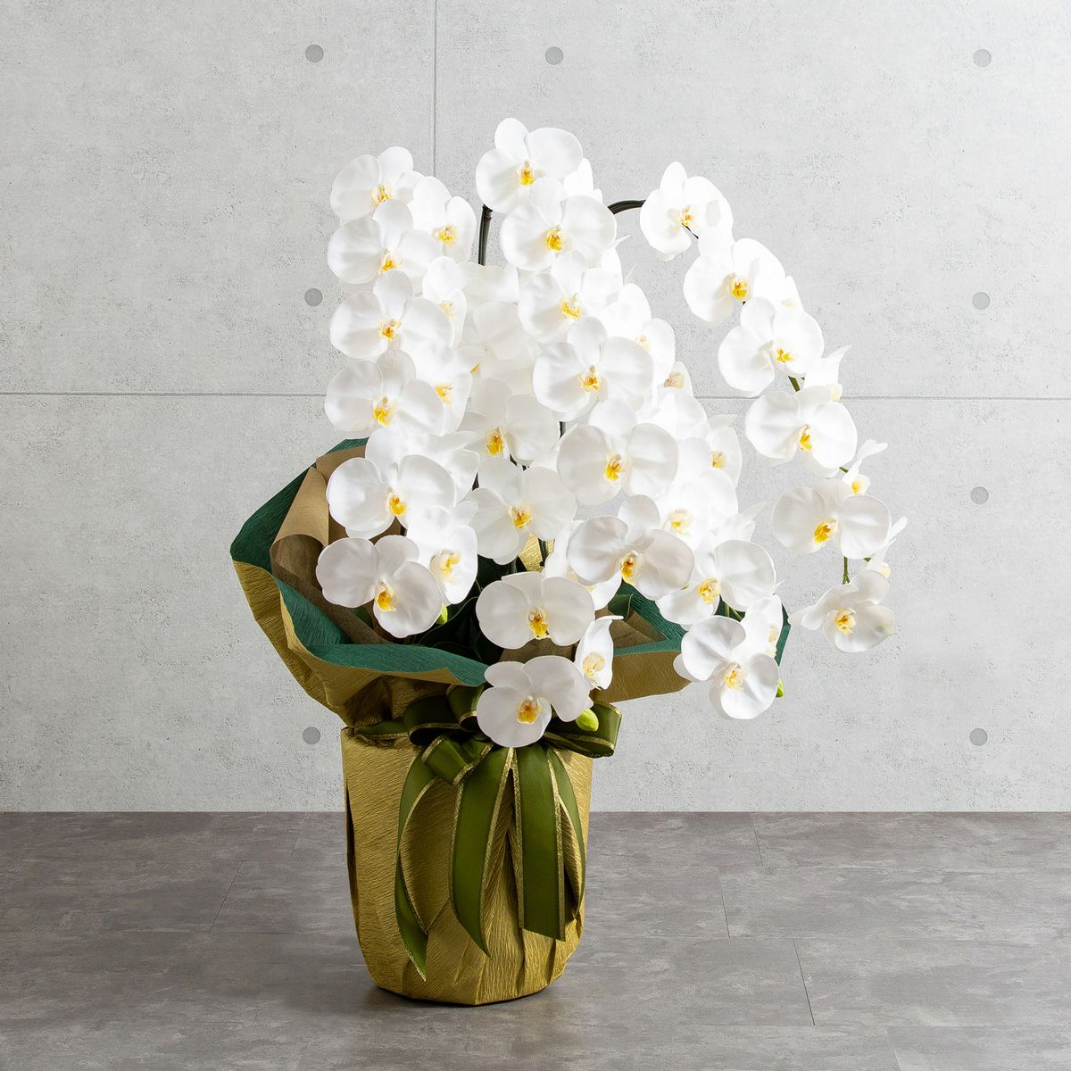 胡蝶蘭 はくらん 5本立 [01]