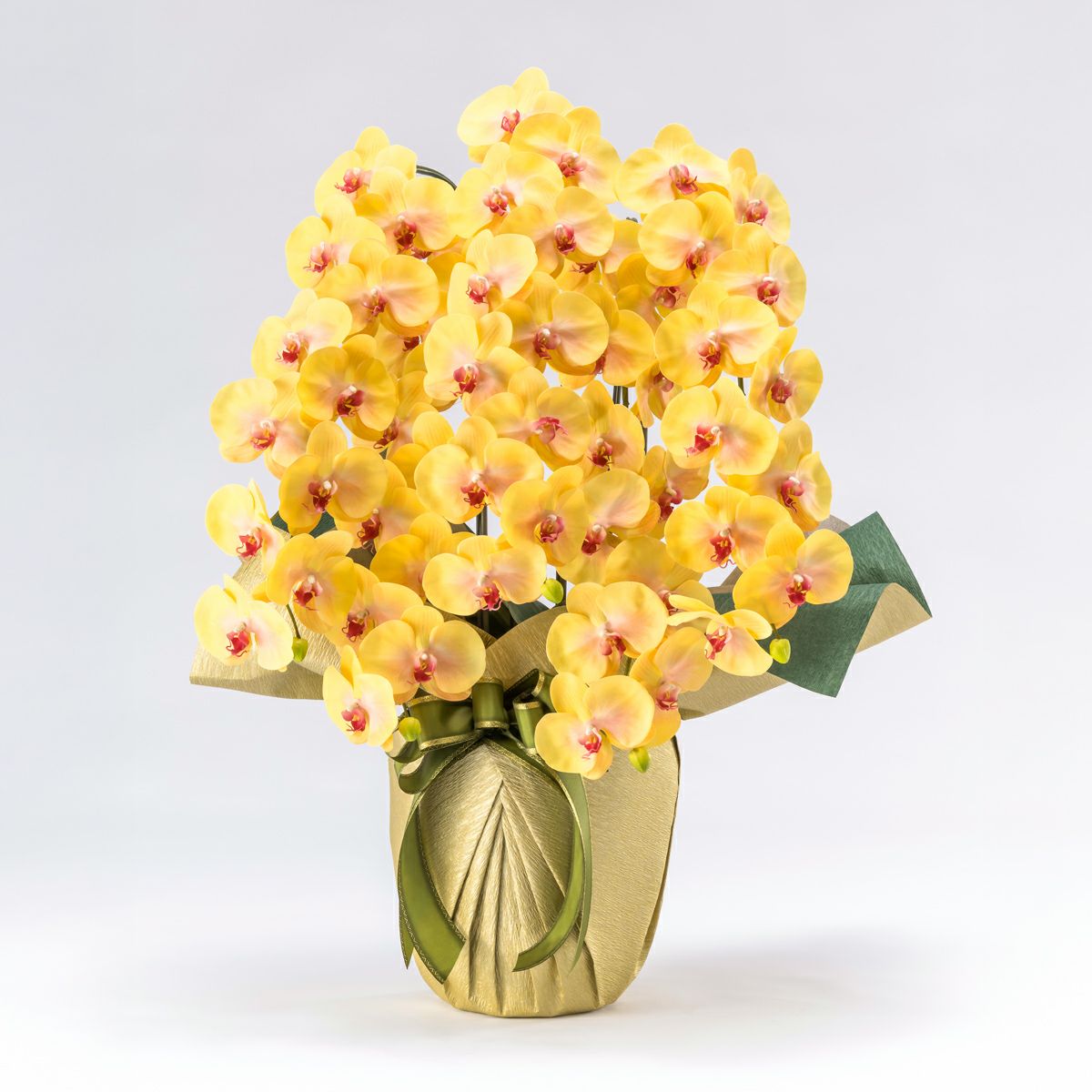 胡蝶蘭 はくらん 5本立 [03]