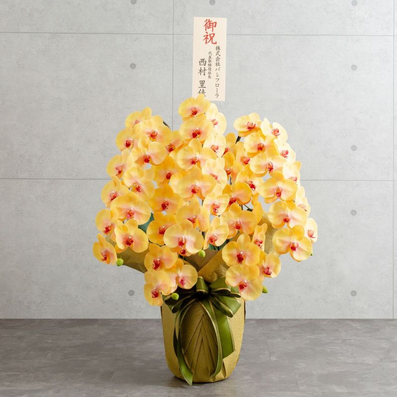 胡蝶蘭 はくらん 5本立 [03]