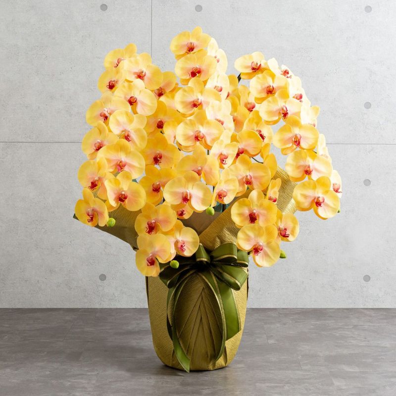 胡蝶蘭 はくらん 5本立 [03]