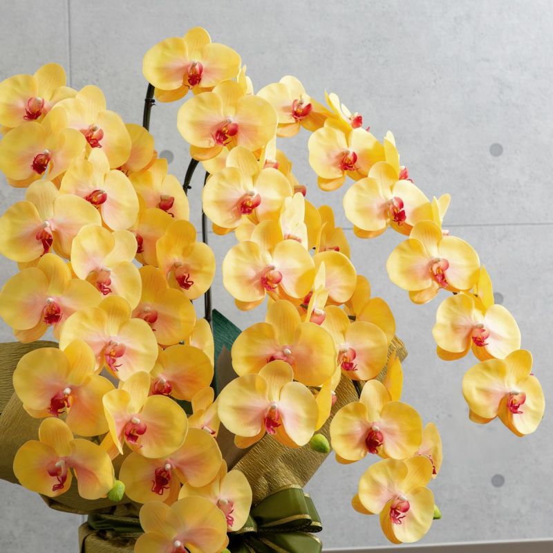 胡蝶蘭 はくらん 5本立 [03]