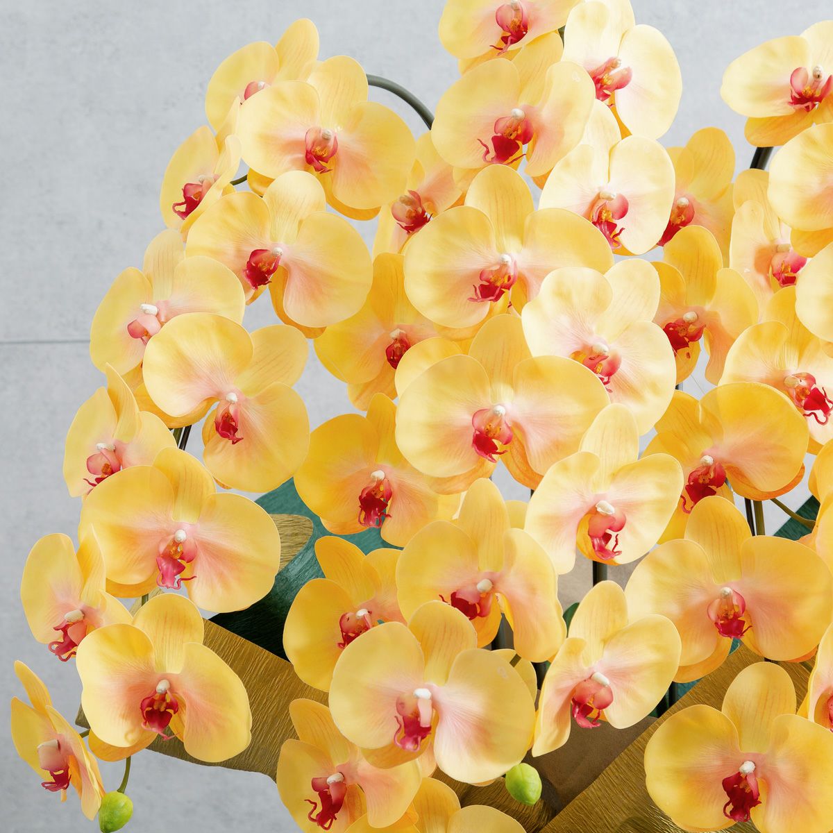 胡蝶蘭 はくらん 5本立 [03]