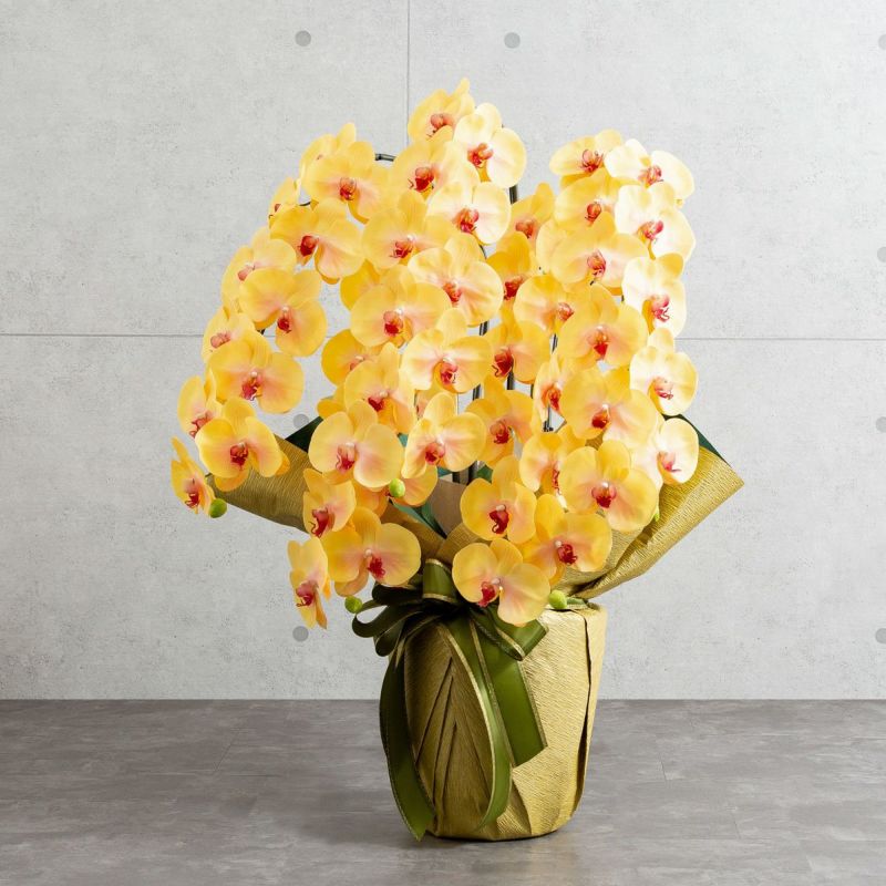 胡蝶蘭 はくらん 5本立 [03]