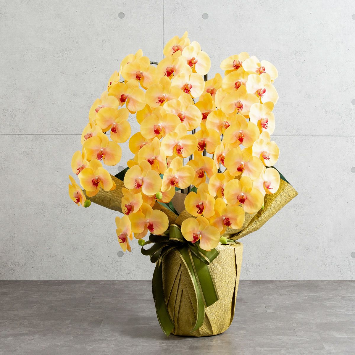 胡蝶蘭 はくらん 5本立 [03]