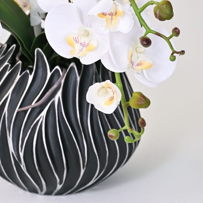 ファレノプシス アレンジメント [77G] 胡蝶蘭