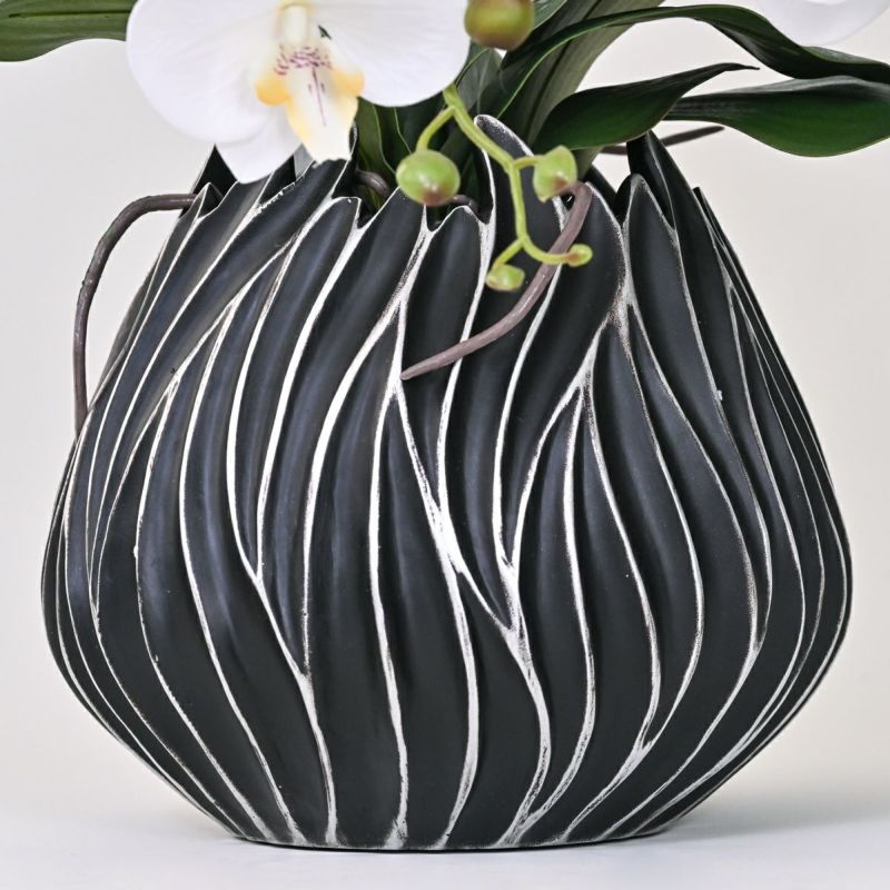 ファレノプシス アレンジメント [77G] 胡蝶蘭