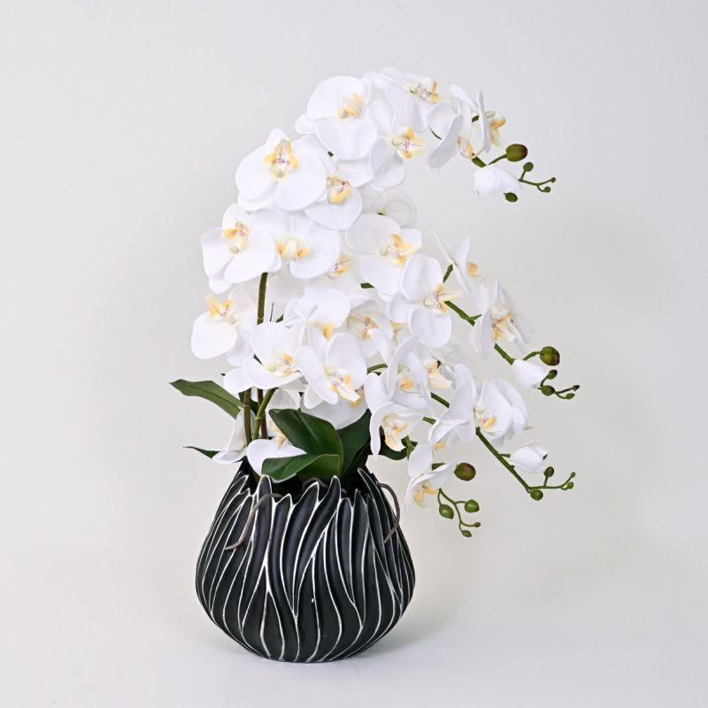 ファレノプシス アレンジメント [77G] 胡蝶蘭