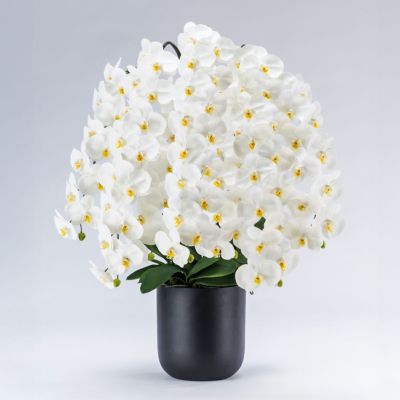 ファレノプシス(胡蝶蘭) | パレフローラ公式通販｜アーティフィシャル
